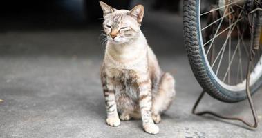 de Siamees wit kat zittend naast de terug van fiets dat gevoel ontspannende en op zoek met klein oog naar iets. foto