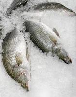 rauwe basvis op ijs, verse zeebaarsvis te koop in het visrestaurant van de markt foto