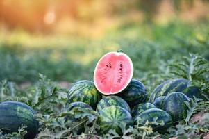 watermeloen plak in watermeloen veld- - vers watermeloen fruit Aan grond landbouw tuin watermeloen boerderij met blad boom plant, oogsten watermeloenen in de veld- foto