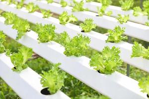 groente hydrocultuur systeem, jong en vers franje ijsberg salade groeit tuin hydrocultuur boerderij planten Aan water zonder bodem landbouw in de kas biologisch voor Gezondheid voedsel foto