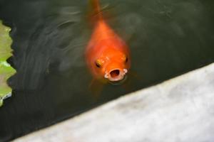 mooi goudvissen in vijver - oranje vis zwemmen en aan het wachten voeden voedsel Aan de water oppervlakte foto