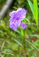 Purper ruellia tuberosa bloem mooi bloeiend bloem groen blad achtergrond. voorjaar groeit Purper bloemen en natuur komt levend foto