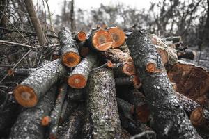 veel besnoeiing bomen in de Woud voor brandhout foto