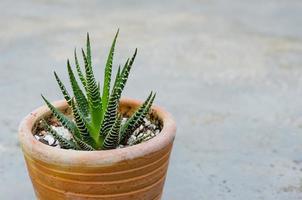 weinig cactus in klein pottenbakkerij pot foto