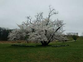 boom bloeiend met wit kers bloesems buitenshuis met gras foto