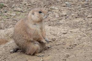 een prairie hond cynomys ludovicianus bewaker foto