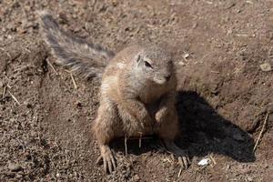 kaap grond eekhoorn xerus inauris zittend in de zanderig grond. foto