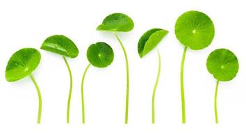 close-up centella asiatica bladeren geïsoleerd op een witte achtergrond bovenaanzicht. foto