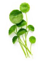 close-up centella asiatica bladeren met regendruppel geïsoleerd op een witte achtergrond bovenaanzicht. foto