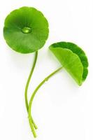 close-up centella asiatica bladeren met regendruppel geïsoleerd op een witte achtergrond bovenaanzicht. foto