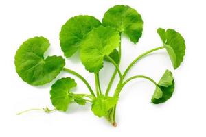 close-up centella asiatica bladeren geïsoleerd op een witte achtergrond bovenaanzicht. foto