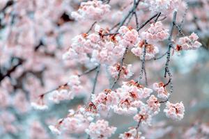 zacht focus, kers bloesems sakura bloeiend Aan wazig natuur achtergrond een voorjaar dag vol bloeien in Japan foto