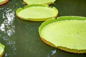 dichtbij omhoog naar groot blad van lelie lotus in de poud moeras Bij buitenshuis veld. foto