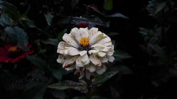 gemeenschappelijk zinnia elegans bloem of kleurrijk rozevand wit bloem in de tuin. foto