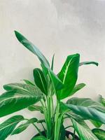 dumbcane fabriek is een geslacht van tropisch bloeiend planten in de familie aglonema. wit en bloemblad achtergrond. foto