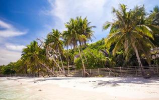 perfect strand met groen palmen en wit zand foto