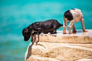 twee dakloos puppy Aan de strand foto