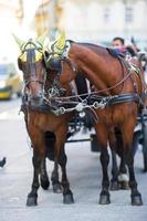 traditioneel paard trainer fiaker in Wenen Oostenrijk foto