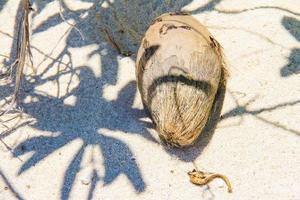 kokosnoot Aan tropisch wit zand strand in een zonnig dag foto