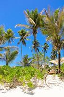 kokosnoot palm bomen Aan de zanderig strand in seyschelpen foto