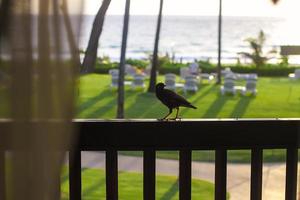 weinig vogel Aan de balkon foto