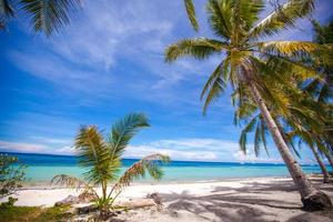 kokosnoot palm boom Aan de zanderig strand foto