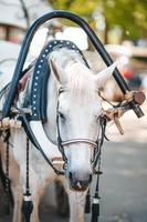traditioneel paard trainer fiaker in Europa foto