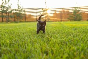 zwart merkwaardig katje buitenshuis in de gras - huisdier en huiselijk kat concept. kopiëren ruimte en plaats voor reclame foto