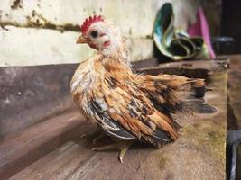 kuikens genieten van de zonneschijn in de ochtend- foto