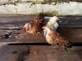 kuikens genieten van de zonneschijn in de ochtend- foto