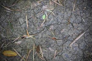 gebarsten bodem gedekt met bamboe bladeren in de tuin. foto