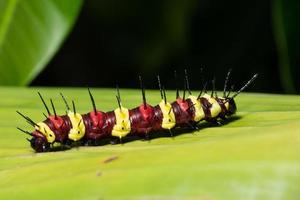 worm op een blad foto