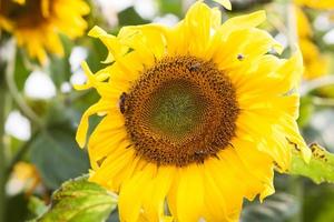 close-up van een zonnebloem met bijen erop
