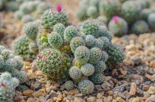 close-up van cactussen foto