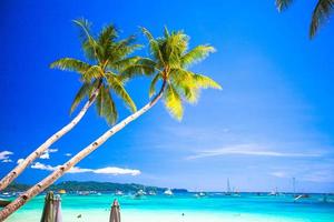 kokosnoot palm boom Aan de zanderig strand in Filippijnen foto