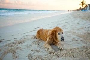 mooi hond Aan de strand foto