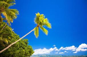 kokosnoot palm boom Aan de zanderig strand in Filippijnen foto