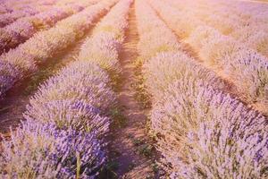 zonsondergang over- een paars lavendel veld- buitenshuis foto