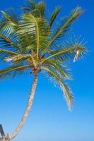 detailopname van een groot palm boom Aan achtergrond blauw lucht foto