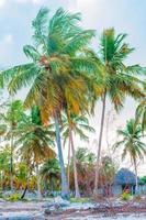palm bomen Aan wit zand strand in hotel foto