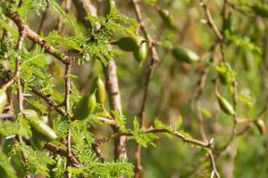 groen fruit van de acacia in zomer foto