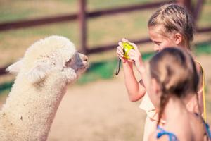 charmant weinig meisje is spelen met schattig alpaca in de park foto