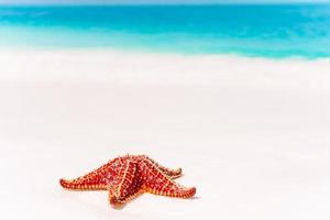 tropisch wit zand met rood zeester in Doorzichtig water foto