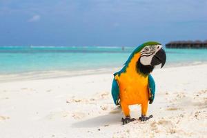 grappig helder kleurrijk papegaai Aan de wit zand in de Maldiven foto