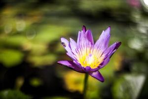 paarse lotusbloem foto