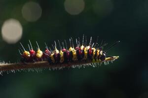 rups op een blad foto