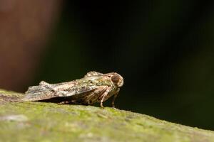 insect op een boom foto