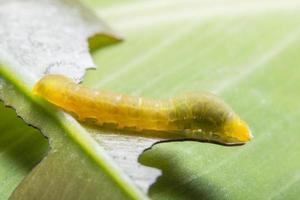 worm op een blad foto