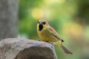 vogel op een rots foto