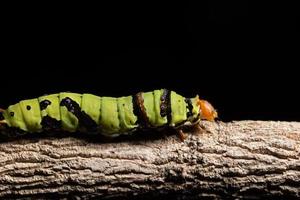 groene worm op een tak foto